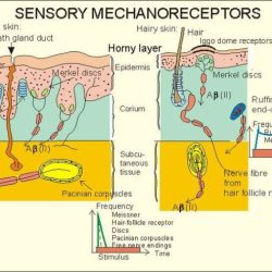 Select all that apply: indicate the receptors that sense pressure.