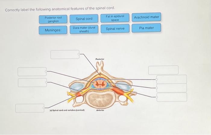 Correctly label the following anatomical features of a vertebra.