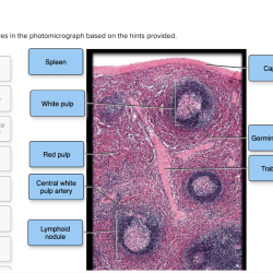 Label the organs based on the hints provided.